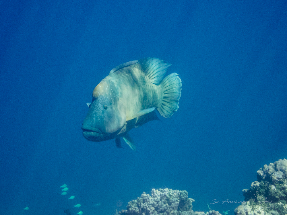 Maori Wrasse at Elusive Reef
