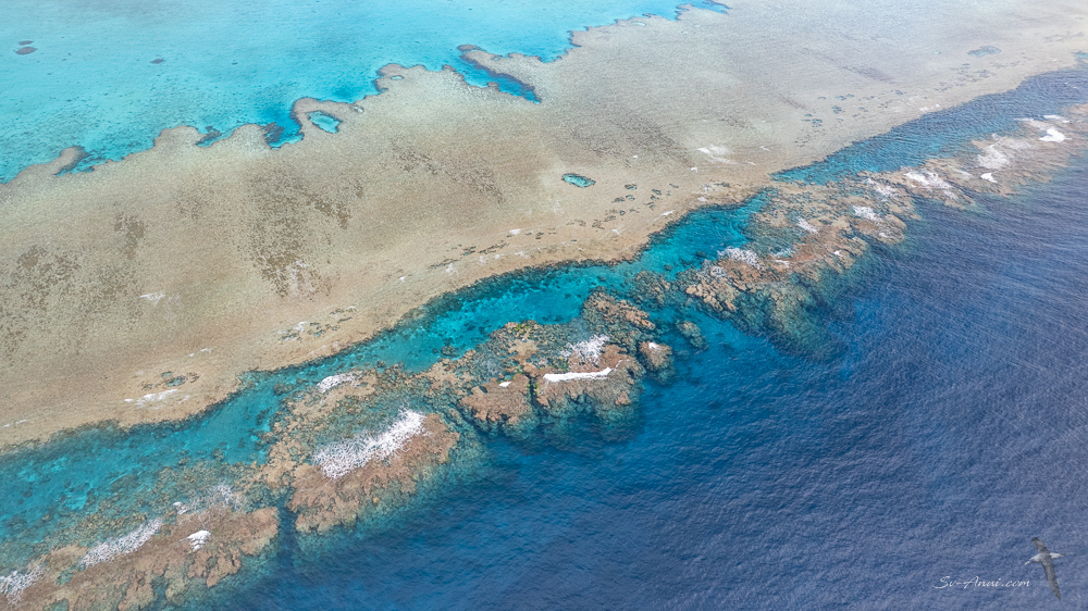 The Swain Reefs - Elusive Reef outer gutter