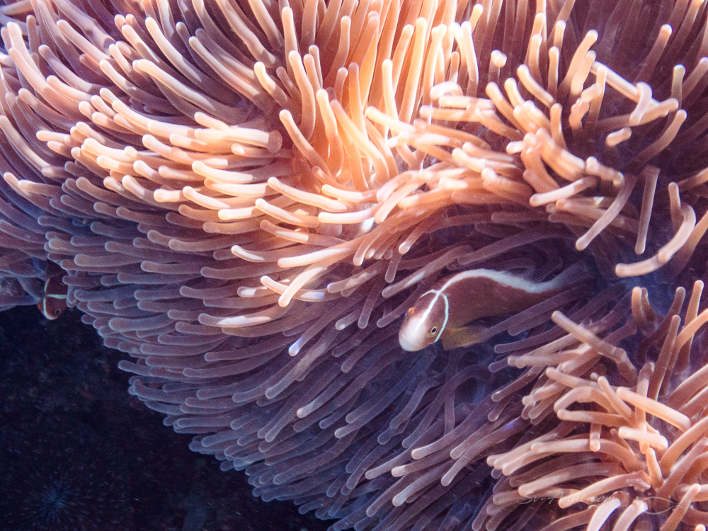 The Swain Reefs - Pink anemonefish at Frogs Reef