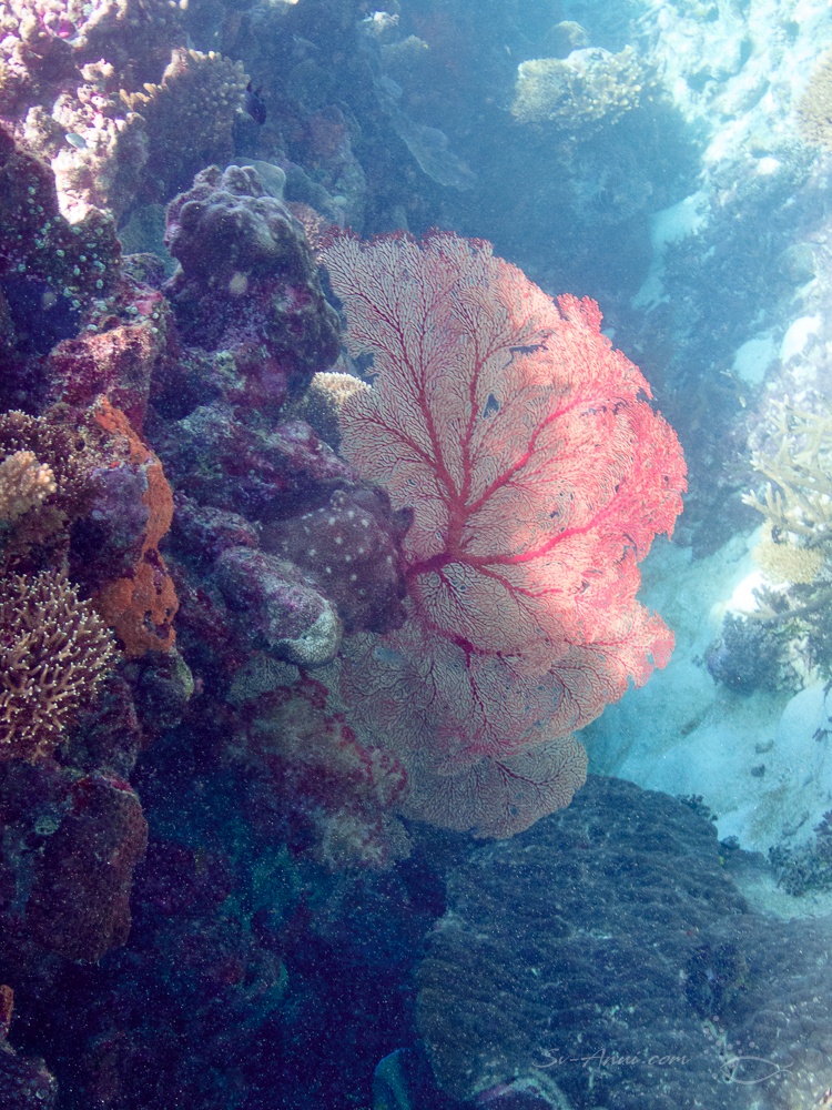 The Swain Reefs - Gorgonian Fan at Hammer Reef