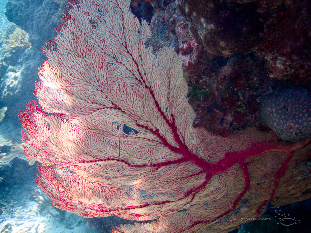 Gorgonian Fan at Hammer Reef - Swain Reefs