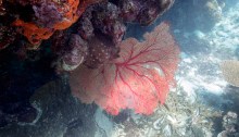 The Swain Reefs - Gorgonian at Hammer Reef