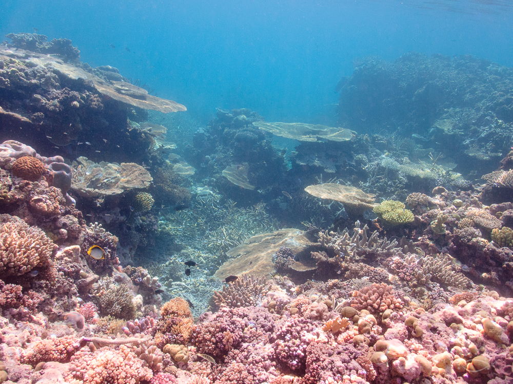 The Swain Reefs- Hammer Reef