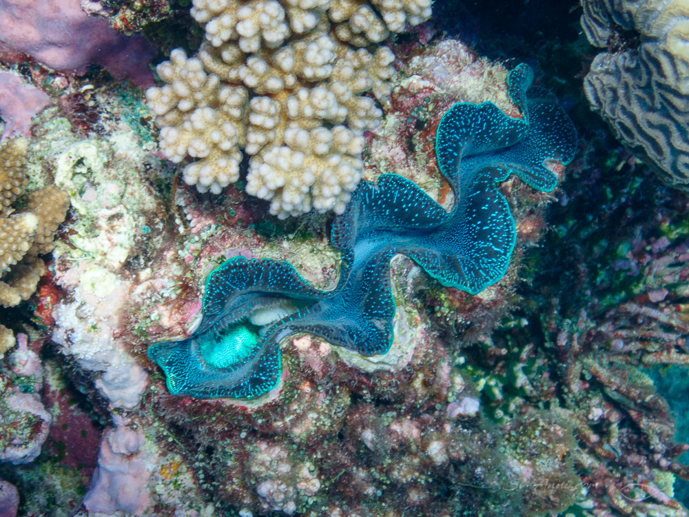 Giant Clam at Hammer Reef