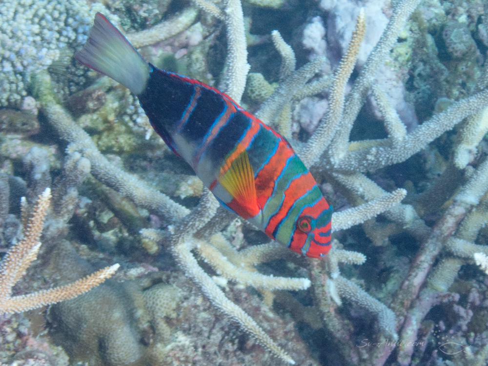 The Swain Reefs - Hammer Reef Harlequin Tuskfish