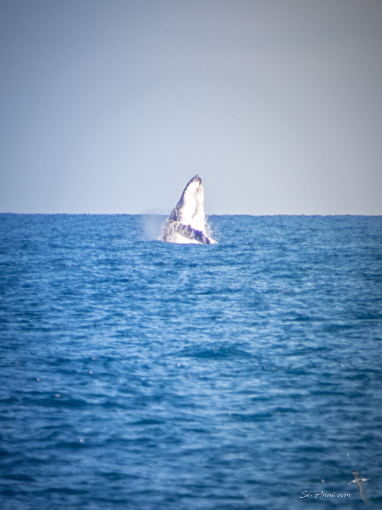 The Swain Reefs - Humpback whale