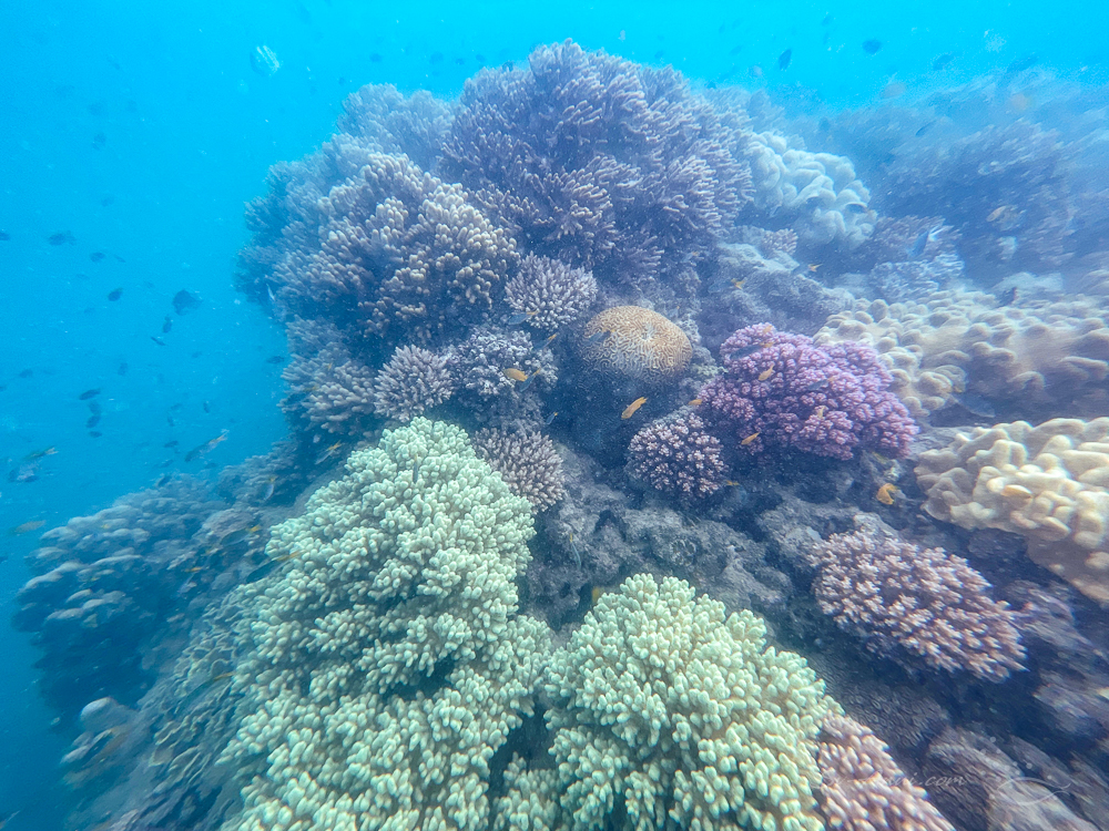 Soft Coral Garden at Chalkies