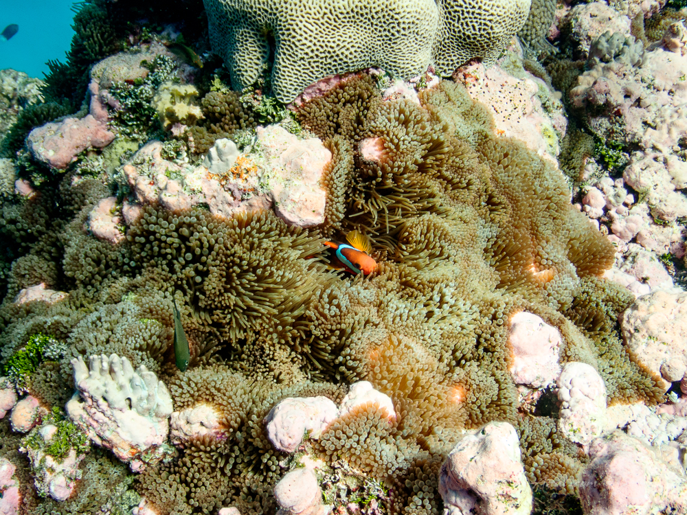 Blackback Anemonefish at Flinders Reefs