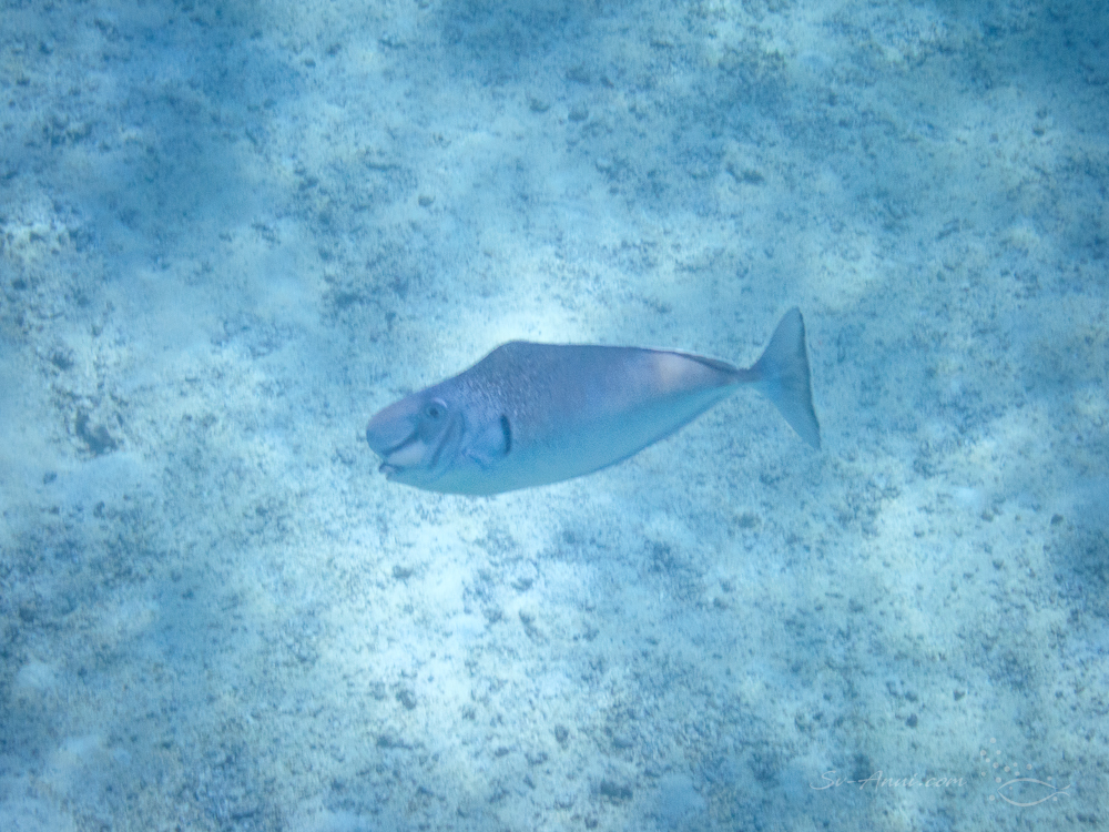 Humpnose Unicornfish at Flora Reef