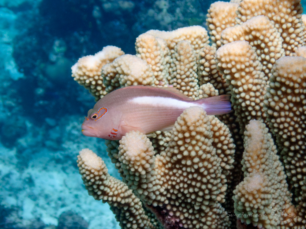 Coralgoby at Flora Reef