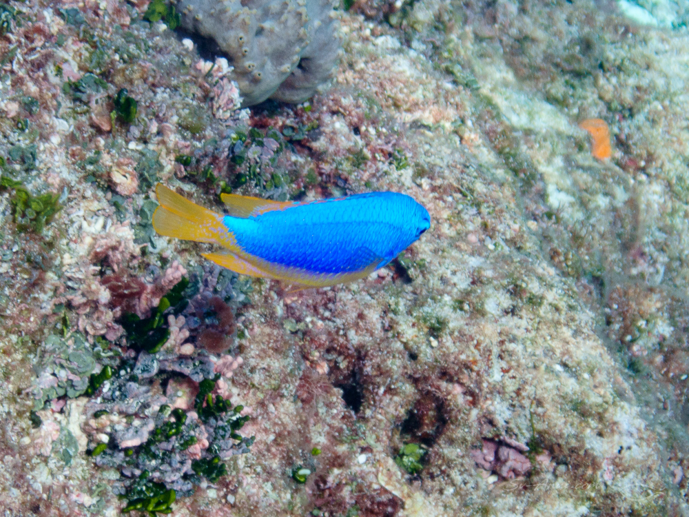 South Seas Demoiselle at Flora Reef