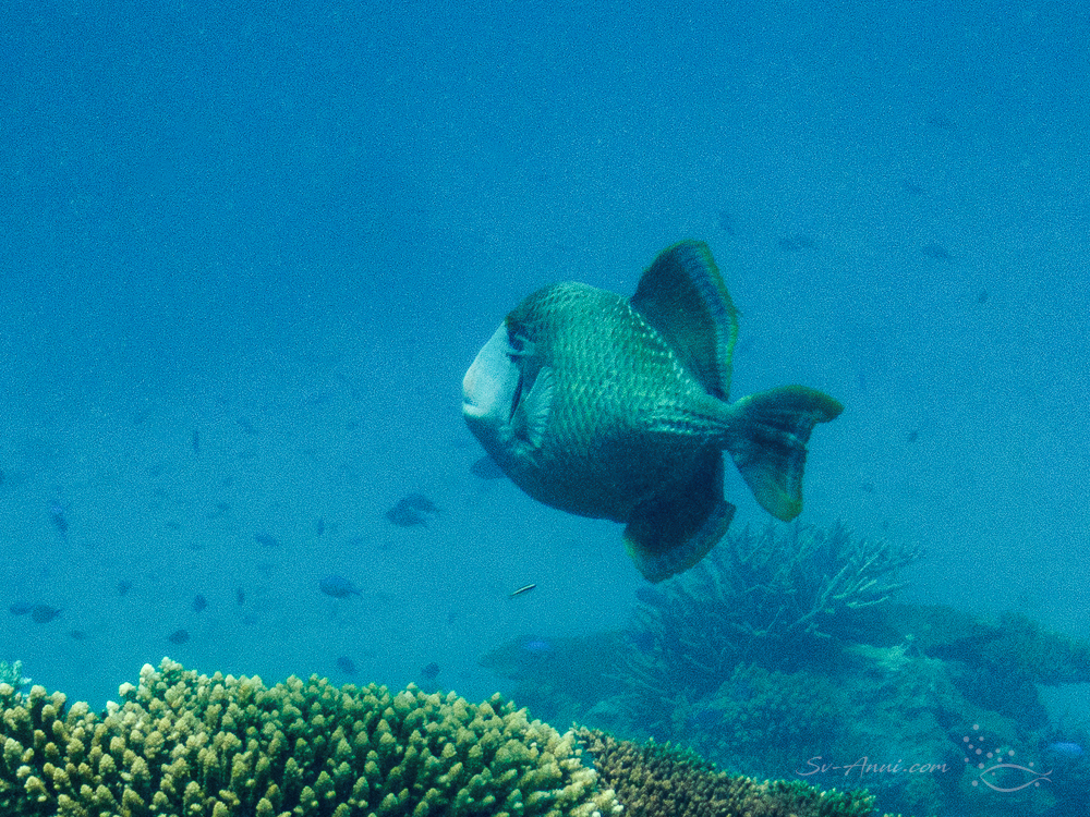 Titan Triggerfish at Flora Reef