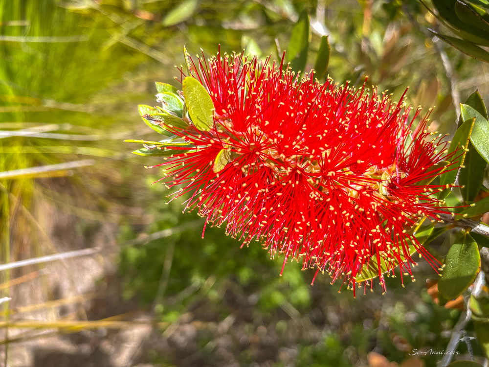 Bottlebrush at Nina Peak