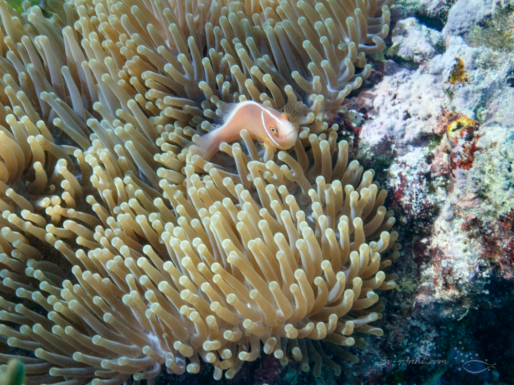Pink Anemonefish at Kangaroo Reef