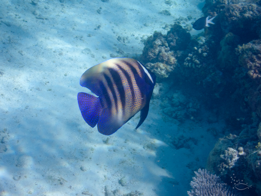Sixband Angelfish