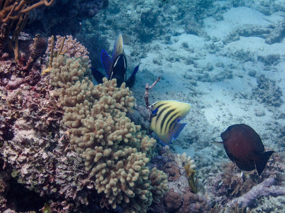 Sixband Angelfish and Surgeonfish at Kennedy Reef