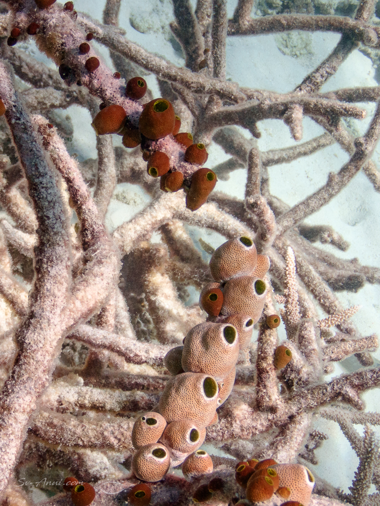 Tunicates at Kennedy Reef