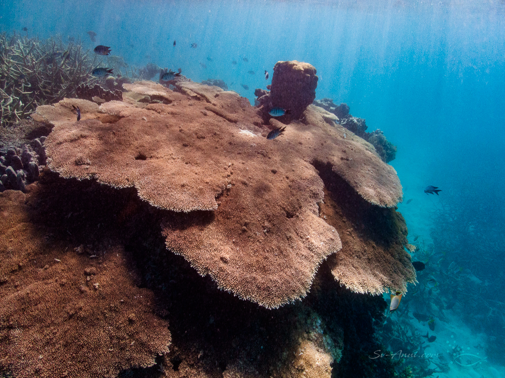 Coral pinnacle at Kennedy Reef