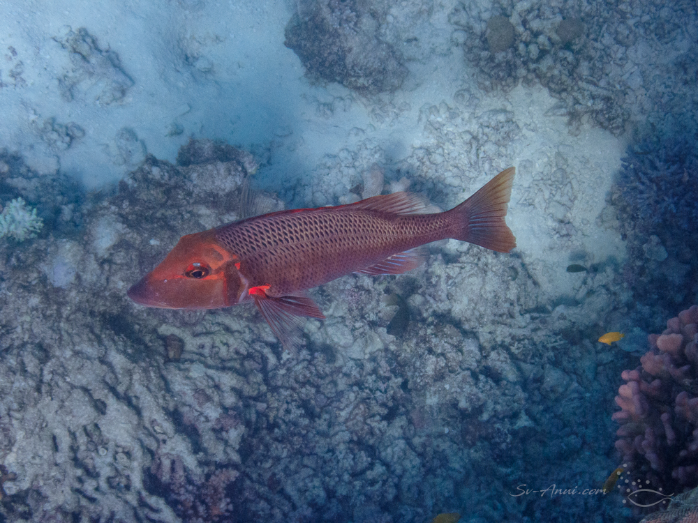 Emperor at Kennedy Reef