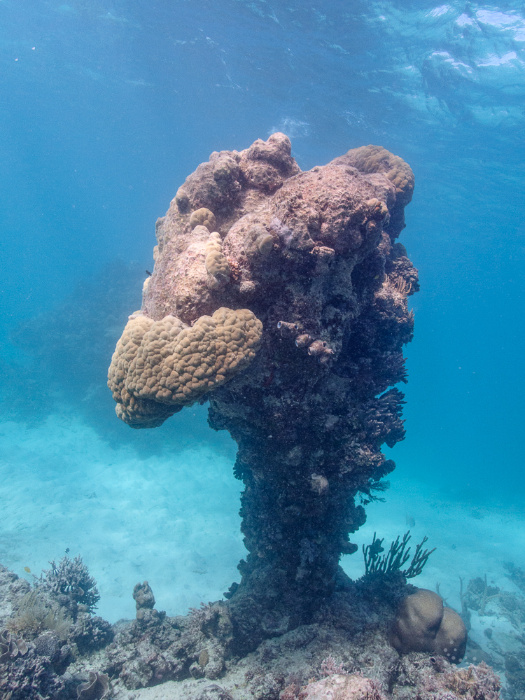 Coral pinnacle at Kennedy Reef
