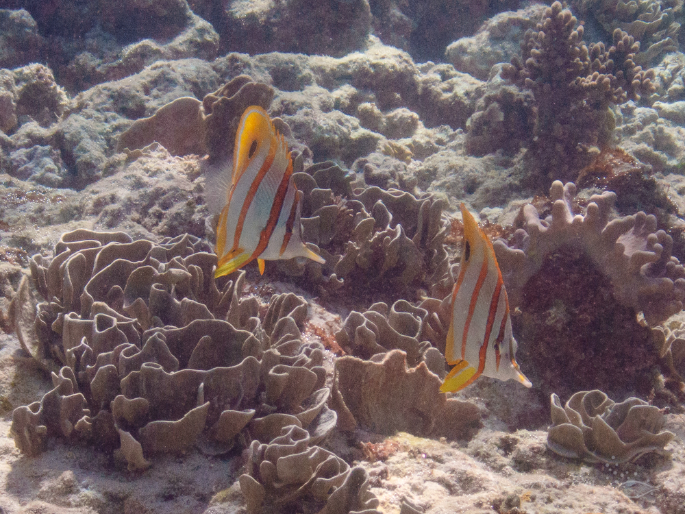 Beaked Coralfish at Kennedy Reef