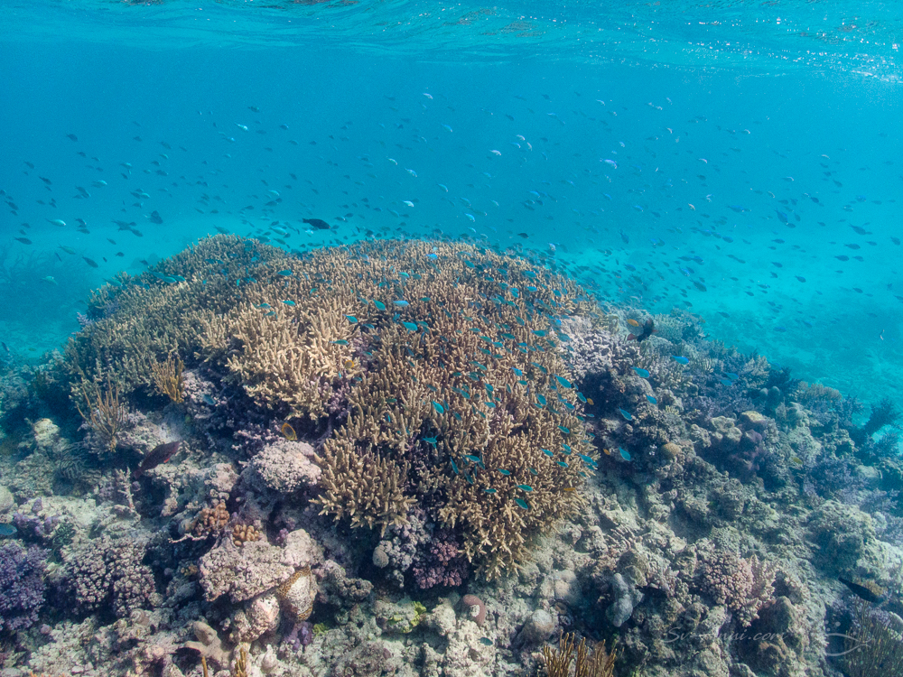 Cloud of Pullers at Kennedy Reef