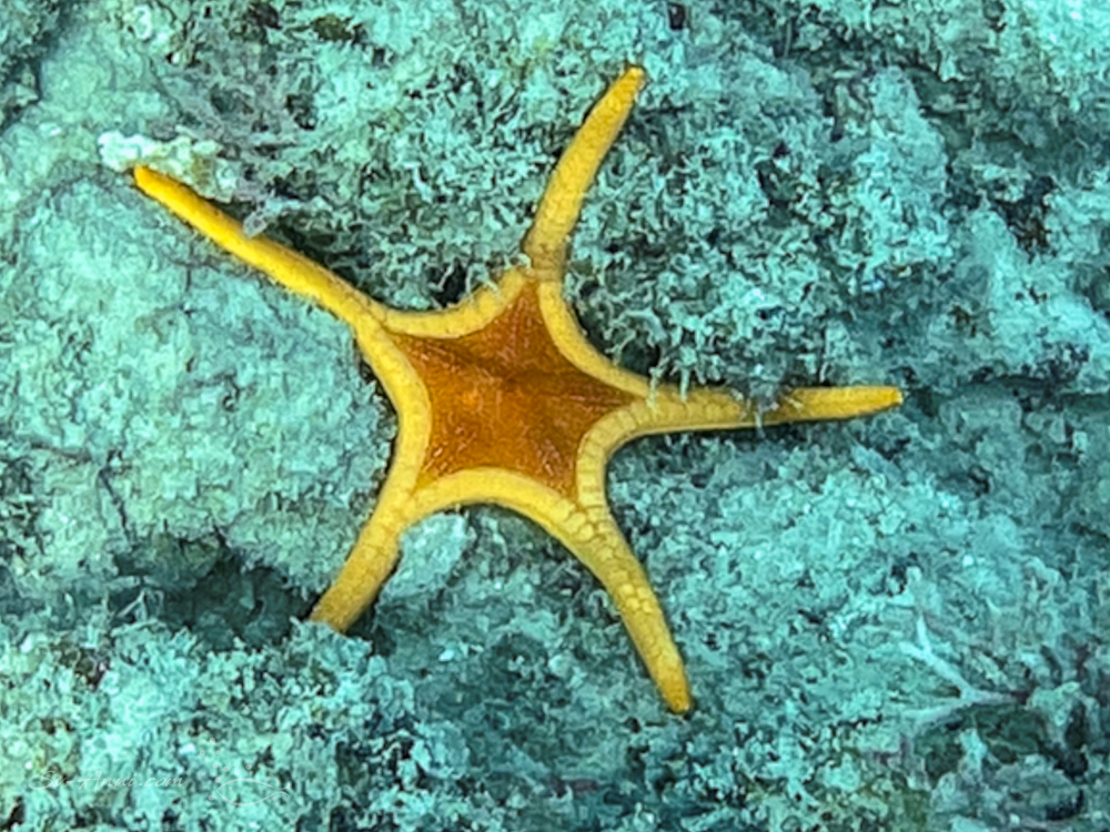 Iconaster Sea Star at Crayfish Bay