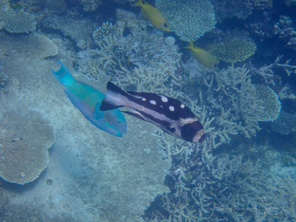 Black & White Snapper and Parrotfish