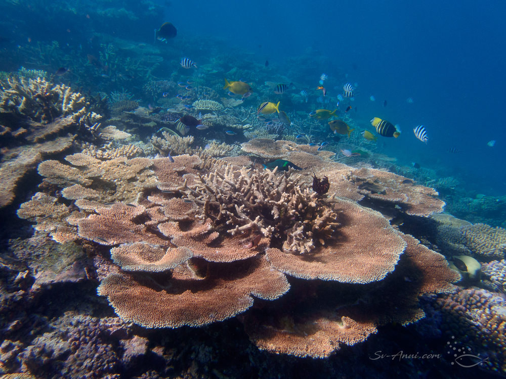 Abundance at Duncan Reef