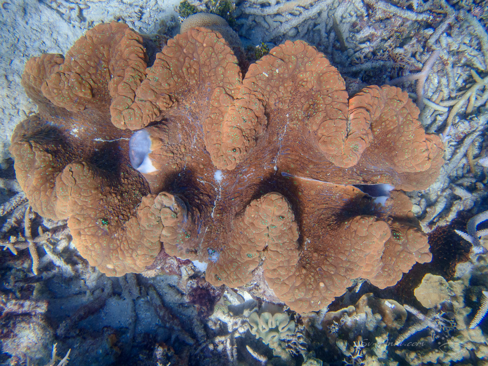 Tridacna giga at Kelso