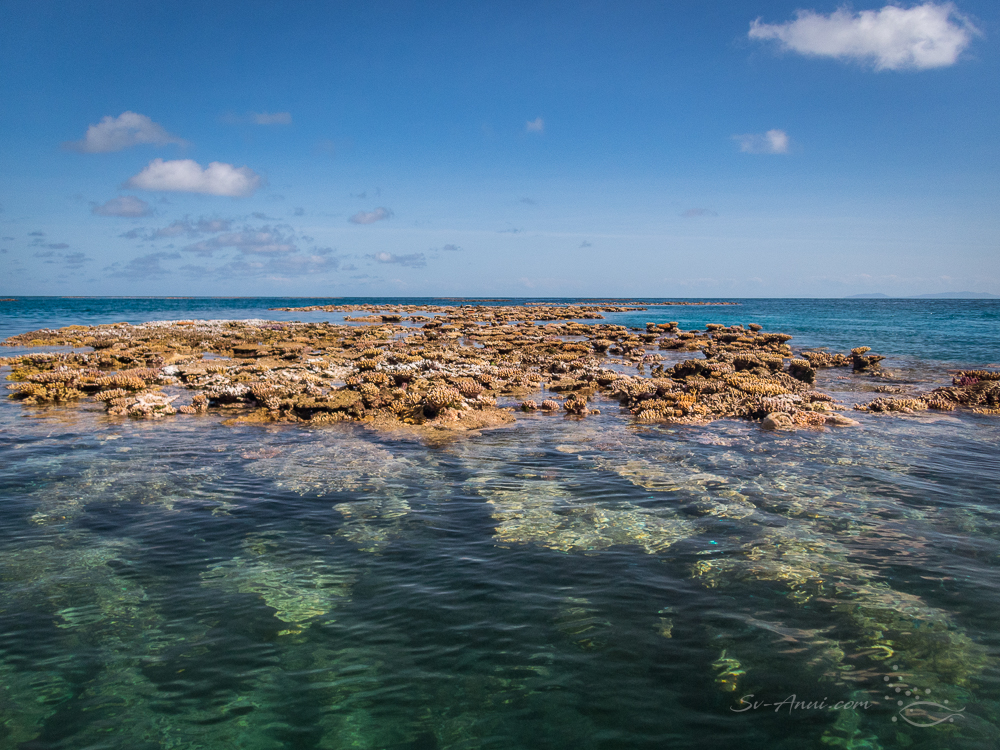 Kelso Reef on a Blue Moon