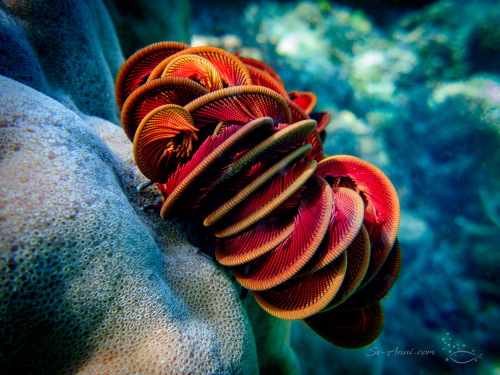Crinoid at Kelso Reef
