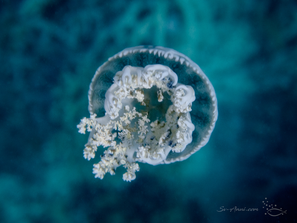 Mushroom Cap Jellyfish at Kelso Reef