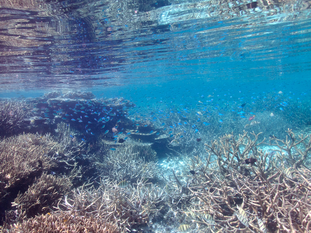 Acropora Thickets at Kelso