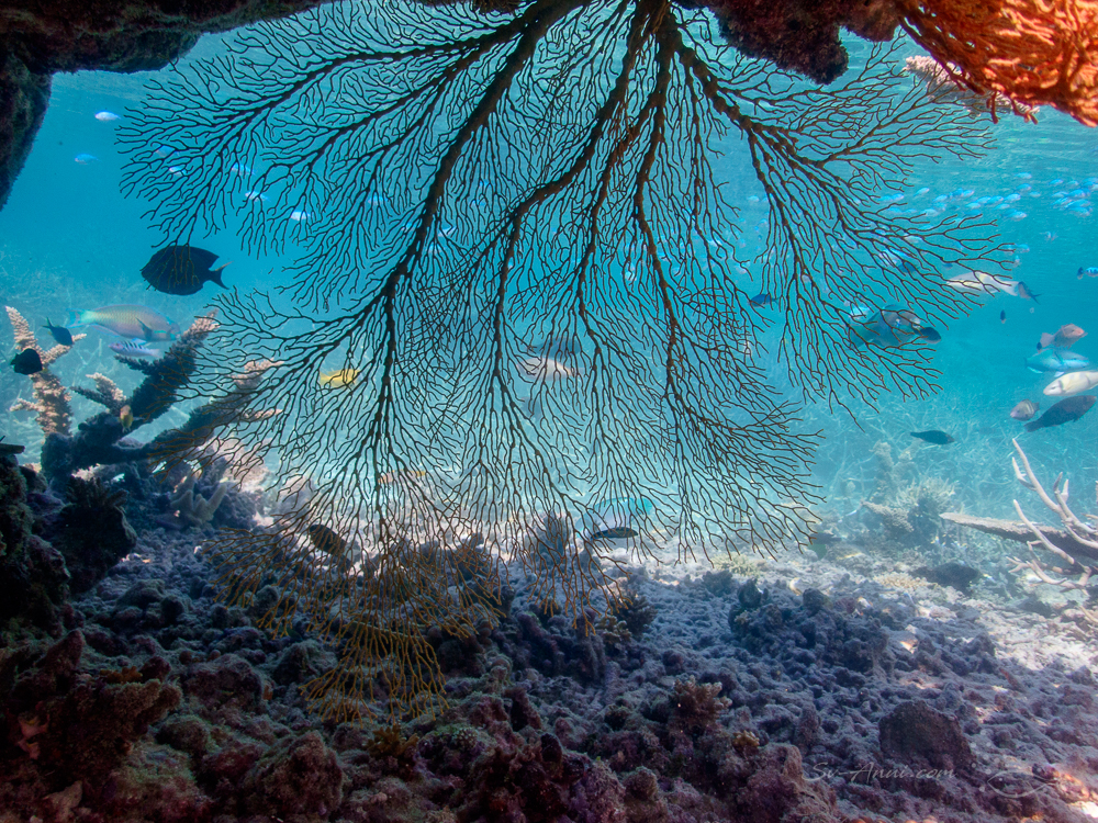 Gorgonian Fan at Kelso Reef