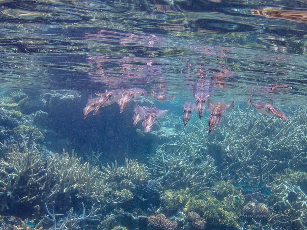 Squad of squids at Kelso