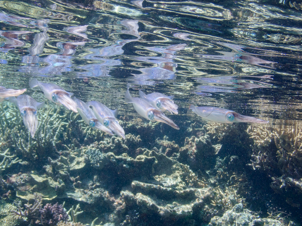 Squad of Squids at Kelso