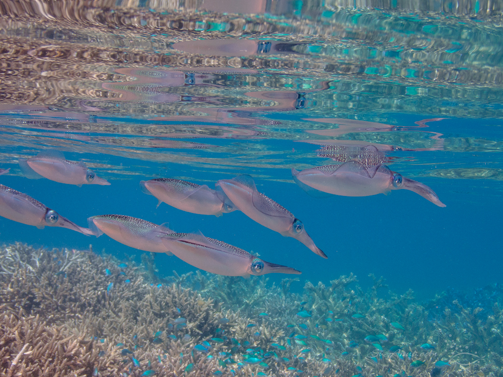 Squad of Squid at Kelso