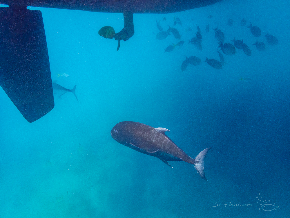 Giant Trevally at Michaelmas Cay