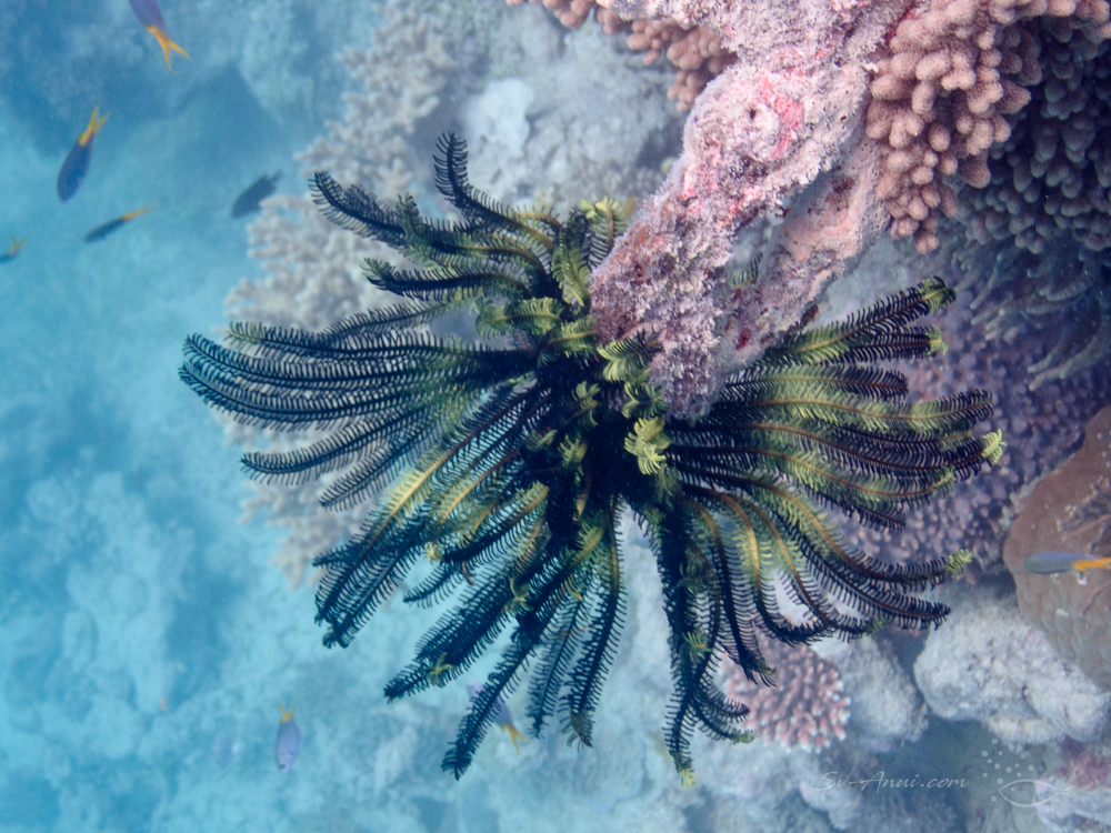 Crinoid at Michaelmas Reef