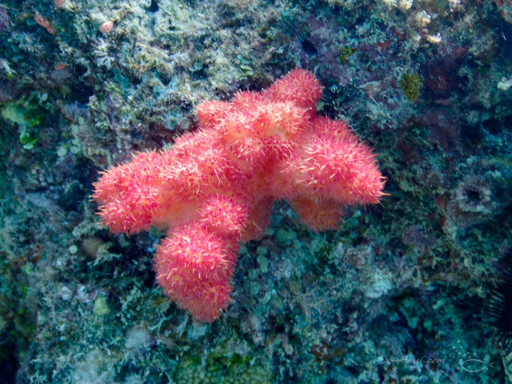 Carnation Coral at Michaelmas Reef