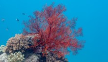 Gorgonian sea fan at Michaelmas Reef