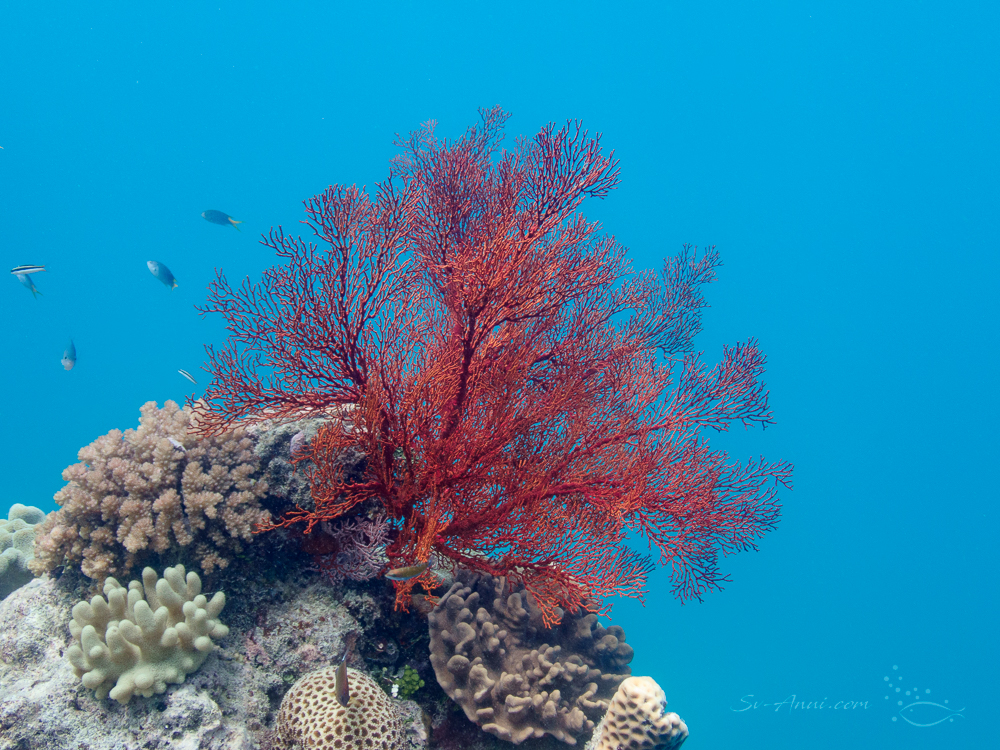 Gorgonian sea fan at Michaelmas Reef