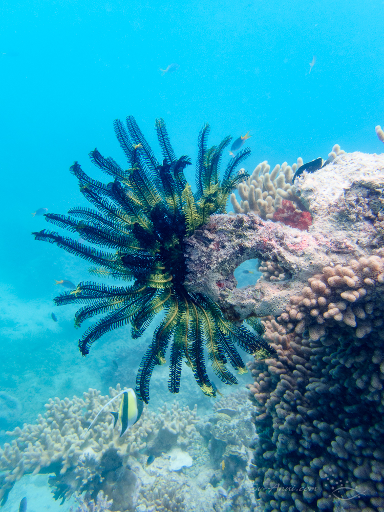 Crinoid at Michaelmas Reef