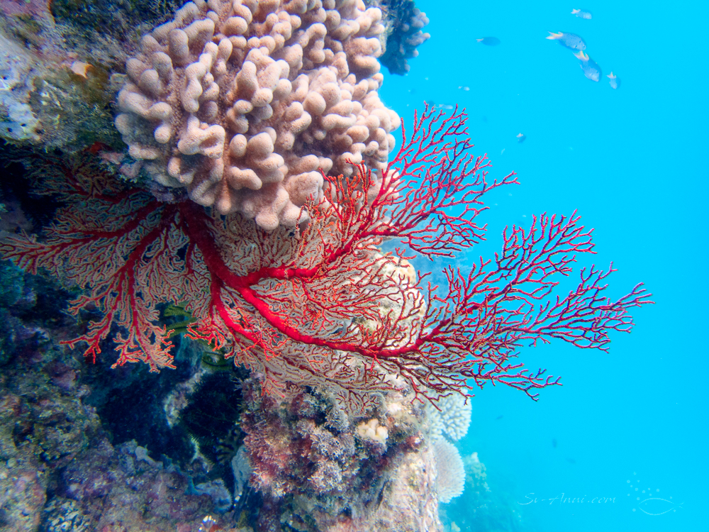 Gorgonian sea fan at Michaelmas Reef