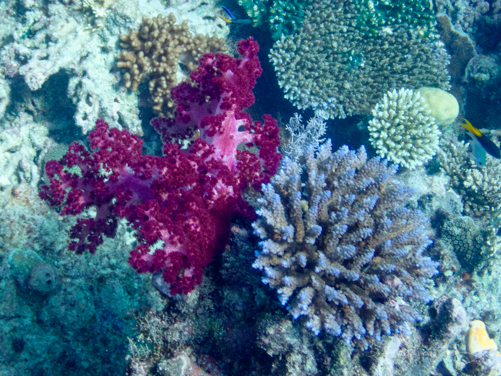Carnation Coral at Michaelmas Reef