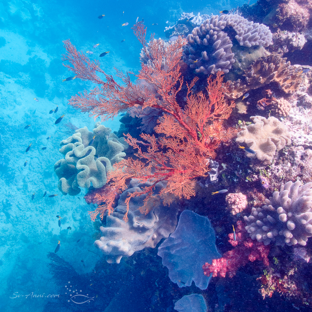 Gorgonian Sea Fan at Michaelmas Reef