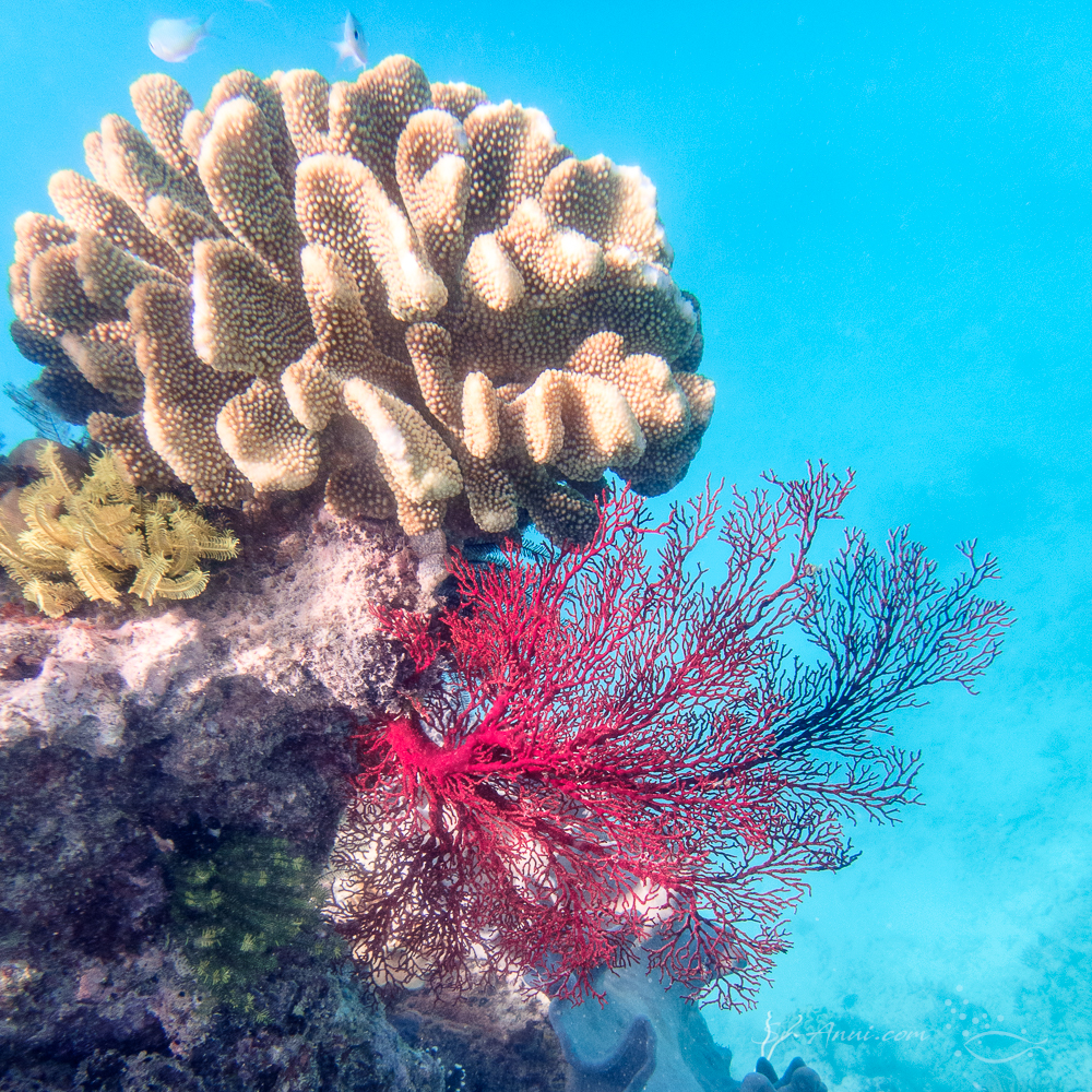 Gorgonian sea fan at Michaelmas Reef