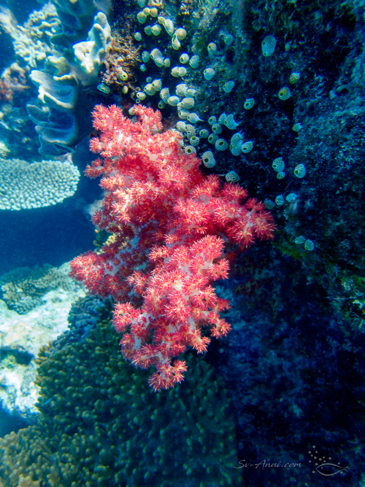Dendronephthya at Michaelmas Reef