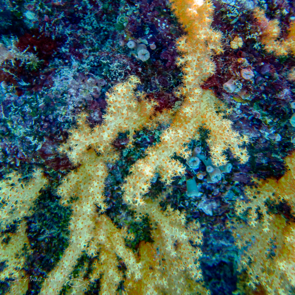 Carnation Coral at Michaelmas Reef